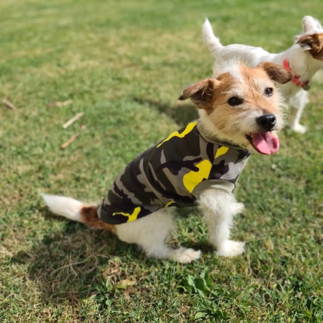 Summer T-Shirts for Small Breeds / Terriers & Spaniels